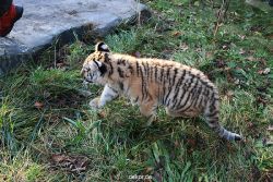 zoo-wuppertal-tschuna-daseep-04-020