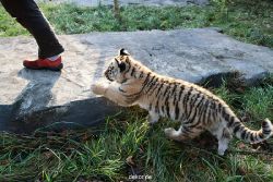zoo-wuppertal-tschuna-daseep-04-021