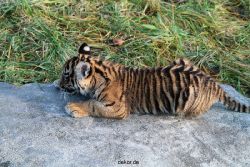 zoo-wuppertal-tschuna-daseep-04-023
