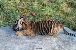zoo-wuppertal-tschuna-daseep-04-024