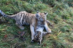 zoo-wuppertal-tschuna-daseep-04-025