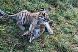 zoo-wuppertal-tschuna-daseep-04-026