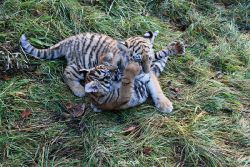 zoo-wuppertal-tschuna-daseep-04-027