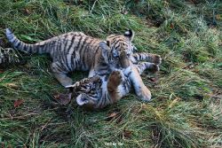 zoo-wuppertal-tschuna-daseep-04-028