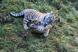 zoo-wuppertal-tschuna-daseep-04-029