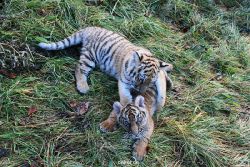 zoo-wuppertal-tschuna-daseep-04-030