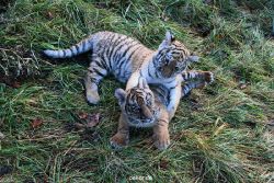 zoo-wuppertal-tschuna-daseep-04-031