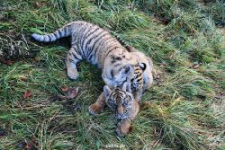 zoo-wuppertal-tschuna-daseep-04-032