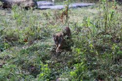 zoo-wuppertal-tschuna-daseep-04-033