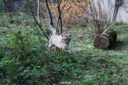 zoo-wuppertal-tschuna-daseep-04-034