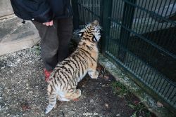 zoo-wuppertal-tschuna-daseep-04-035