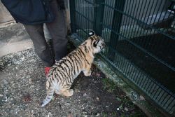 zoo-wuppertal-tschuna-daseep-04-036
