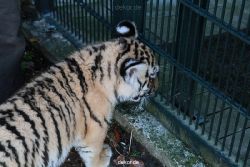 zoo-wuppertal-tschuna-daseep-04-037