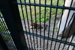 zoo-wuppertal-tschuna-daseep-04-038