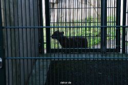 zoo-wuppertal-tschuna-daseep-04-039