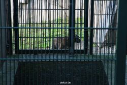 zoo-wuppertal-tschuna-daseep-04-040