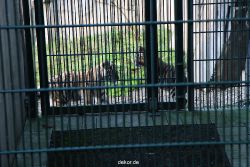 zoo-wuppertal-tschuna-daseep-04-041