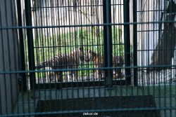 zoo-wuppertal-tschuna-daseep-04-042