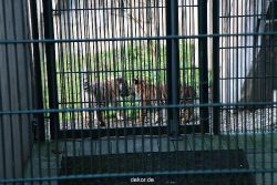 zoo-wuppertal-tschuna-daseep-04-043
