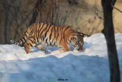 zoo-wuppertal-tschuna-daseep-05-001