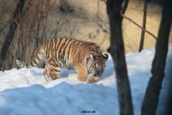 zoo-wuppertal-tschuna-daseep-05-002