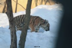 zoo-wuppertal-tschuna-daseep-05-003