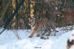 zoo-wuppertal-tschuna-daseep-05-004