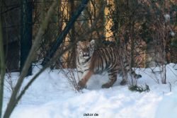 zoo-wuppertal-tschuna-daseep-05-005