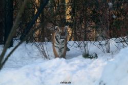zoo-wuppertal-tschuna-daseep-05-006