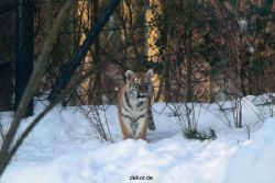 zoo-wuppertal-tschuna-daseep-05-007