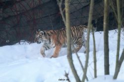 zoo-wuppertal-tschuna-daseep-05-008