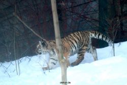 zoo-wuppertal-tschuna-daseep-05-009