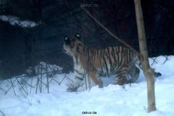 zoo-wuppertal-tschuna-daseep-05-010