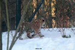 zoo-wuppertal-tschuna-daseep-05-011
