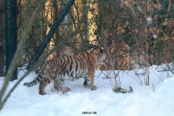zoo-wuppertal-tschuna-daseep-05-012