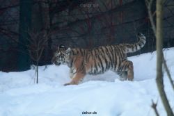 zoo-wuppertal-tschuna-daseep-05-013