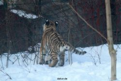 zoo-wuppertal-tschuna-daseep-05-014