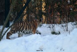 zoo-wuppertal-tschuna-daseep-05-016