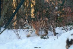 zoo-wuppertal-tschuna-daseep-05-017