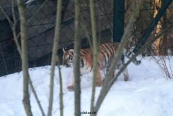 zoo-wuppertal-tschuna-daseep-05-018