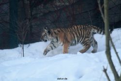 zoo-wuppertal-tschuna-daseep-05-019