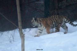 zoo-wuppertal-tschuna-daseep-05-020