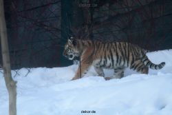 zoo-wuppertal-tschuna-daseep-05-021