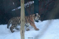 zoo-wuppertal-tschuna-daseep-05-022
