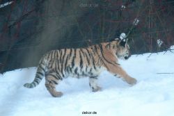 zoo-wuppertal-tschuna-daseep-05-023