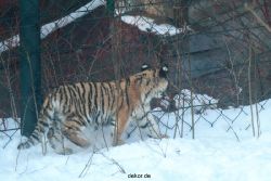 zoo-wuppertal-tschuna-daseep-05-024