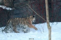 zoo-wuppertal-tschuna-daseep-05-025
