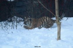 zoo-wuppertal-tschuna-daseep-05-026