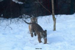 zoo-wuppertal-tschuna-daseep-05-028