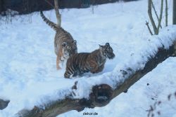 zoo-wuppertal-tschuna-daseep-05-029